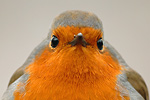 Rotkehlchen Erithacus rubecula