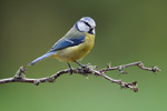 Blaumeise Parus caeruleus