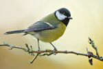 Kohlmeise Parus major