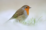 Rotkehlchen Erithacus rubecula