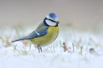 Blaumeise Parus caeruleus