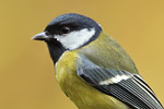 Kohlmeise Parus major