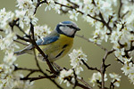 Blaumeise Parus caeruleus