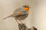 Rotkehlchen Erithacus rubecula 