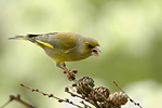 Grünling Carduelis chloris