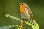 Rotkehlchen Erithacus rubecula