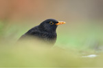 Amsel Turdus merula