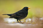 Amsel Turdus merula