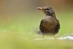 Amsel Turdus merula