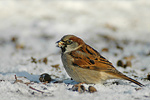 Haussperling Passer domesticus