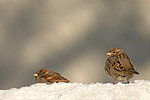 Haussperling Passer domesticus