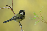 Kohlmeise Parus major