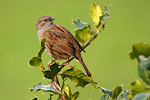 Heckenbraunelle Prunella modularis