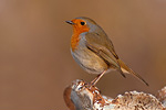 Rotkehlchen Erithacus rubecula