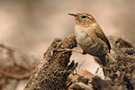 Zaunkönig Troglodytes troglodytes