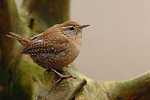 Zaunkönig Troglodytes troglodytes