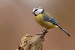 Blaumeise Parus caeruleus