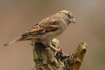 Haussperling Passer domesticus