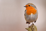 Rotkehlchen Erithacus rubecula