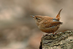 Zaunkönig Troglodytes troglodytes