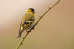 Erlenzeisig Carduelis spinus