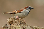 Haussperling Passer domesticus