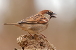 Haussperling Passer domesticus