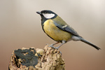 Kohlmeise Parus major