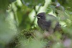 Hausrotschwanz Phoenicurus ochrurus