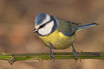 Blaumeise Parus caeruleus