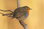 Rotkehlchen Erithacus rubecula