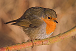 Rotkehlchen Erithacus rubecula