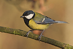 Kohlmeise Parus major