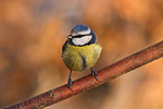 Blaumeise Parus caeruleus