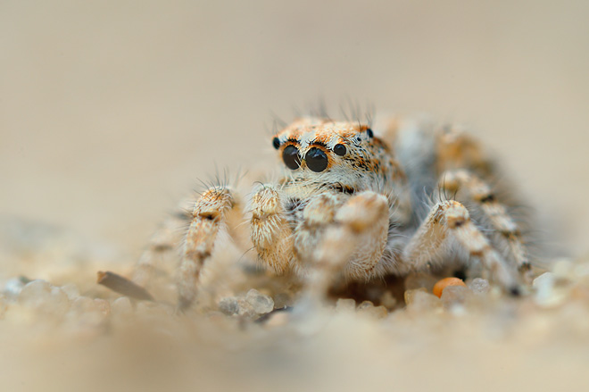 http://www.digitale-naturfotos.de/galerie/images_springspinnen/big/mg2058-duenen-springspinne-yllenus-arenarius.jpg