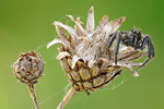 Springspinne Carrhotus xanthogramma