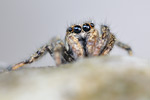 Zebraspringspinne Salticus scenicus