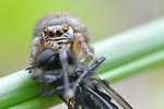 Schwarze Springspinne Evarcha arcuata