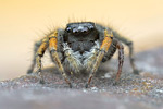 Goldaugen-Springspinne Philaeus chrysops