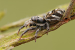 Zebraspringspinne Salticus scenicus