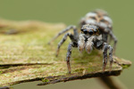 Zebraspringspinne Salticus scenicus