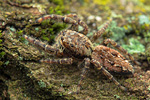 Rinden-Springspinne Marpissa muscosa