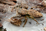 Rinden-Springspinne Marpissa muscosa