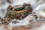 Rinden-Springspinne Marpissa muscosa