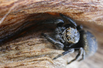 Schwarze Springspinne Evarcha arcuata