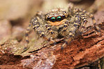 Rinden-Springspinne Marpissa muscosa