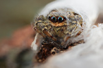 Rinden-Springspinne Marpissa muscosa