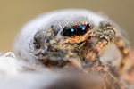 Rinden-Springspinne Marpissa muscosa