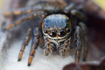 Schwarze Springspinne Evarcha arcuata