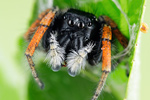 Goldaugen-Springspinne Philaeus chrysops